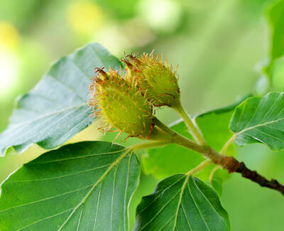 A close-up of two developing green seed pods surrounded by green leaves, with fine, hair-like structures on the pods.