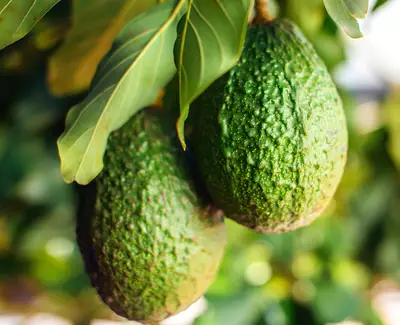 Two ripe avocados hanging on a tree branch, surrounded by green leaves.