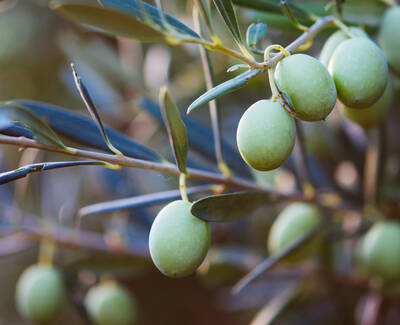 Close-up of green olives hanging from a branch with dark green leaves.