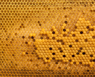 Close-up of honeycomb structure with golden hexagonal cells and some areas filled with honey.