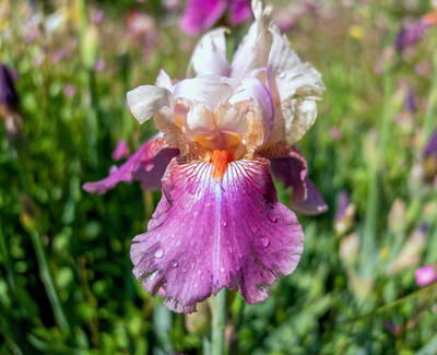 A close-up of a vibrant purple and white iris flower, adorned with droplets of water, surrounded by green foliage and other blooming flowers.