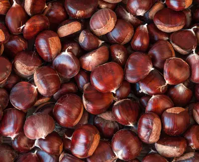 A close-up view of a pile of shiny, dark brown chestnuts, showcasing their smooth, rounded shells.