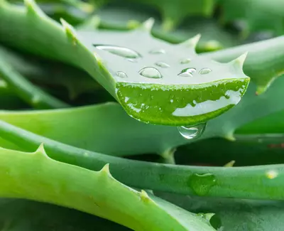 Close-up of fresh aloe vera leaves with water droplets, showcasing their vibrant green color and serrated edges.