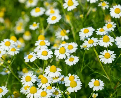 A vibrant field of daisies with white petals and bright yellow centers, surrounded by lush green grass.