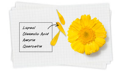 A bright yellow flower with petals and text labels for "Lupeol," "Oleanoic Acid," "Amyrin," and "Quercetin" written on a grid-patterned background.
