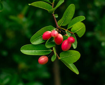 A close-up of a branch with green leaves and clusters of pinkish-red berries against a blurred green background.