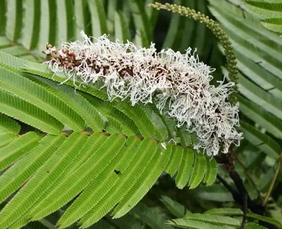 A cluster of white, lacy flowers is resting on a green fern leaf, surrounded by other fern fronds.