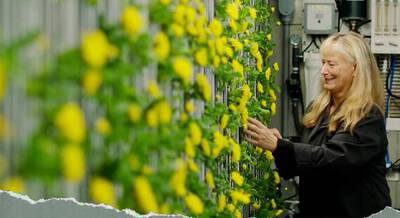 A woman with long blonde hair smiles as she tends to rows of vibrant yellow flowers in a greenhouse setting, surrounded by greenery and gardening equipment.